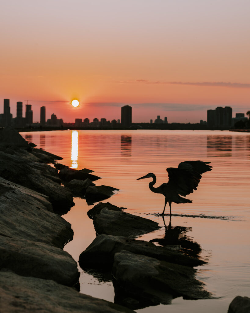 heron-4